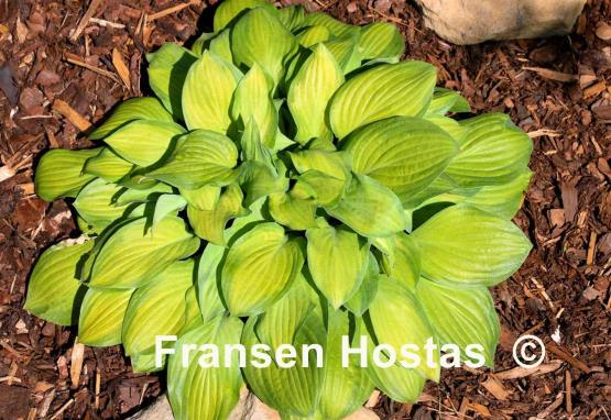 Hosta Laura Lanier